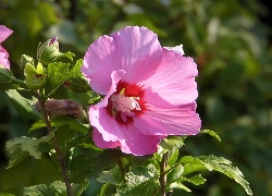 Liliowy, Hibiskus, Liście