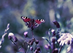 Osty, Motyl, Rusałka, Pawik, Makro