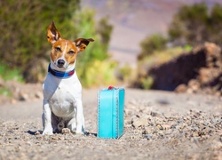 Pies, Jack Russell, Terrier, Podróżnik, Walizka, Droga