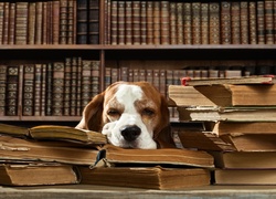 Śpiący, Pies, Książki, Biblioteczka, Śmieszne