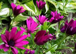 Purpurowe, Kwiaty, Stokrotka, Afrykańska