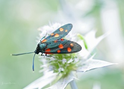 Kraśnik Sześciokropek, Motyl, Owad