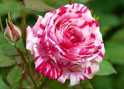 Różowa, Nakrapiana, Róża