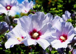 Hibiskus, Lato, Ogród, Pąki