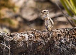 Mała, Wiewióreczka, Chipmunk, Drzewo, Obserwowanie, Las