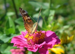 Motyl, Rusałka, Osetnik, Kwiat, Cynia