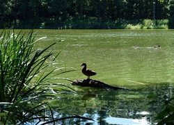 Jezioro, Woda, Kaczka