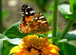 Motyl, Rusałka, Osetnik, Kwiat, Cynia