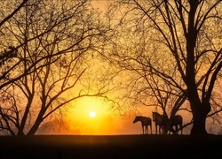 Konie, Łąka, Drzewa, Wschód, Słońca