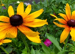 Rudbekia