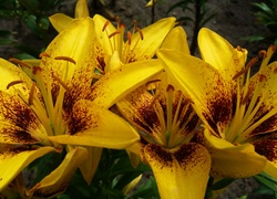 Kwiaty, Żółto, Brązowe, Lilie