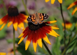 Kwiat, Rudbekia, Motyl, Rusałka, Osetnik