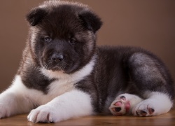 Pies, Akita, Szczeniak