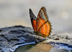 Motyl, Tło