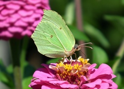 Motyl, Cytrynek, Kwiat, Cynia