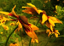 Kwiaty, Rudbekie