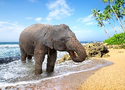 Słoń, Morze, Plaża