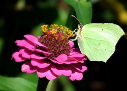 Motyl, Cytrynek, Kwiat, Cynia