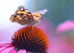 Rusałka Osetnik, Motyl, Kwiat, Jeżówka