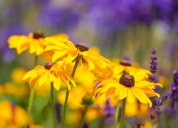 Kwiaty, Rudbekia, Zbliżenie