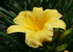 Kwiat, Żółty, Liliowiec
