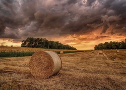 Pole, Bele, Słoneczniki, Drzewa, Chmury