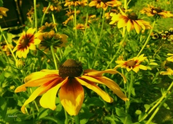 Kwiaty, Rudbekie