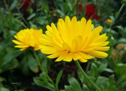 Kwiat, Żółty, Nagietek