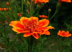 Kwiat, Aksamitka