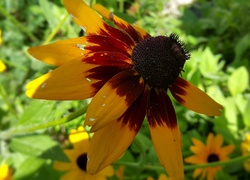 Kwiaty, Rudbekia