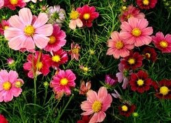 Kwiaty, Kosmea