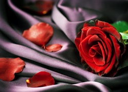 Kwiat, Róża, Płatki