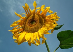 Przyroda, Kwiat, Słonecznik