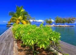 Polinezja Francuska, Tahiti, Molo, Palma, Rośliny