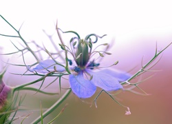 Czarnuszka, Niebieski, Kwiat