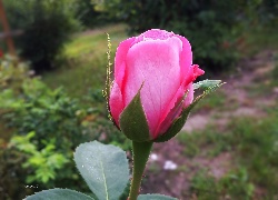 Kwiat, Pączek, Różowej, Róży
