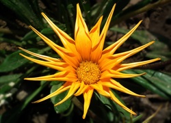 Przyroda, Kwiat, Gazania