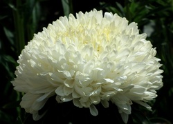 Przyroda, Kwiat, Aster
