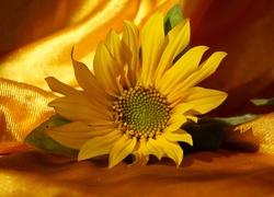Kwiat, Słonecznik ozdobny