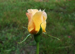Kwiat, Żółta, Róża, Pączek
