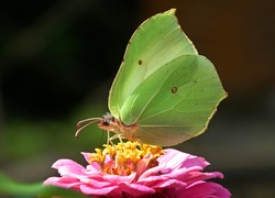 Motyl, Cytrynek, Kwiat, Cynia