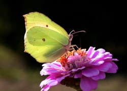 Motyl, Cytrynek, Kwiat, Cynia