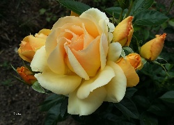 Kwiat, Żółto, Pomarańczowa, Róża, Pączki