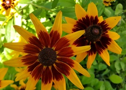 Kwiaty, Rudbekia