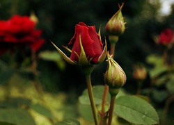 Czerwona, Róża, Ogrodowa
