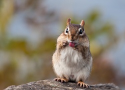 Chipmunk, Języczek