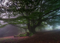 Krajobraz, Drzewo, Mgła