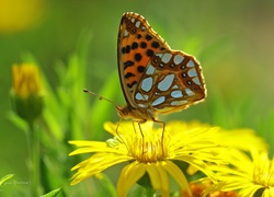 Dostojka Latonia, Motyl, Owad, Kwiat