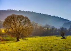 Zalesione, Wzgórza, Pole, Drzewa, Mgła