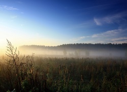 Pola, Niebo, Świt, Mgła